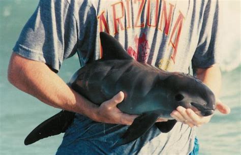 Efforts to save critically endangered vaquita – Rocky Point 360