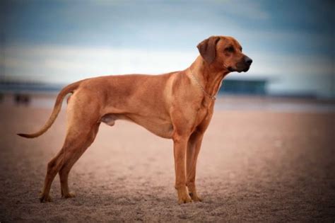 Rhodesian Ridgeback [Ultimate Guide: Temperament, Personality & More]