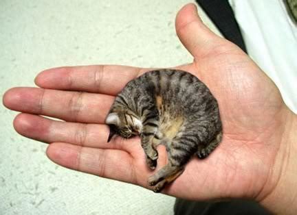 Meet Mr Peebles The Smallest Cat in the World - Catman