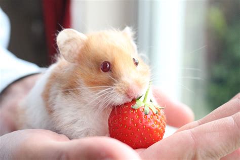 Hamsters Eating Strawberries