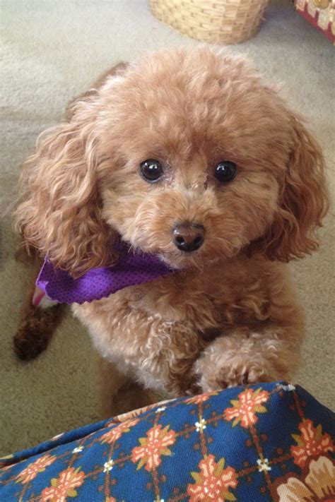 Woof woof ... Please, may I sit on the sofa ? Apricot toy poodle. | Big ...