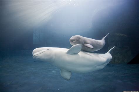 Shedd Baby Beluga Naming Contest: Chicago's Aquarium Asking For Help ...