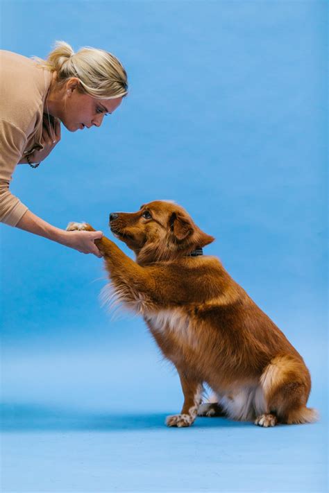 Dog Doing Tricks · Free Stock Photo