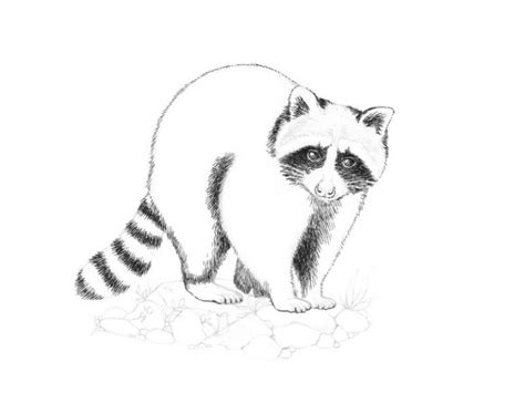 How to Draw a Raccoon with Ink Liners