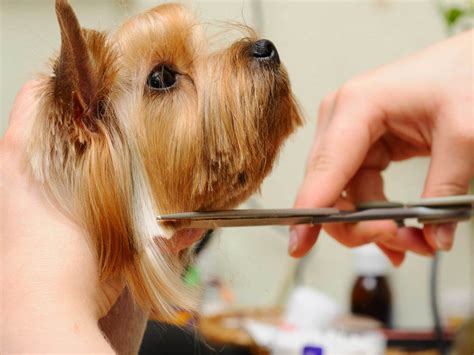 How Do Professionals Groom Dogs