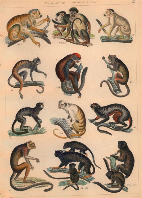 ‎New World Monkeys Print - UWDC - UW-Madison Libraries