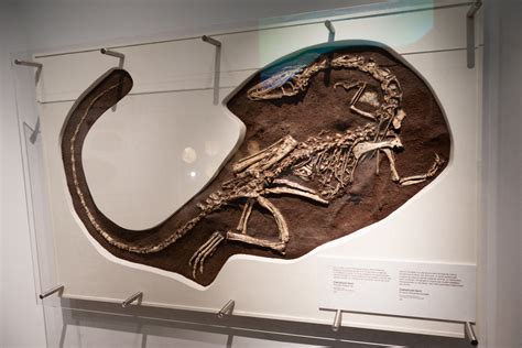 Fossil of a Triassic dinosaur | ROM Royal Ontario Museum, To… | Flickr