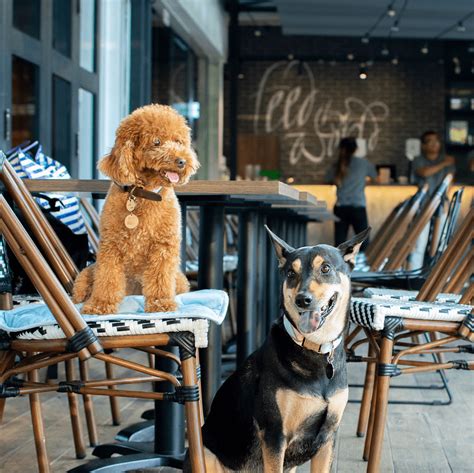 11 Dog-Friendly Cafes & Restaurants In Singapore That You Can Dine At ...