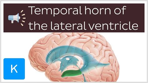 Lateral Ventricle Anatomy - Anatomical Charts & Posters