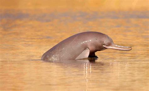 Indus and Ganges River Dolphins are Separate Species, New Study Shows ...