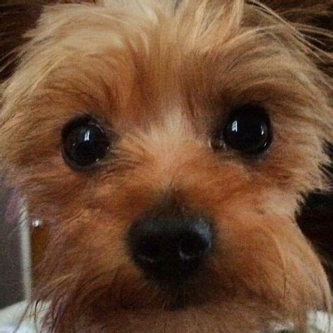 Adorable Yorkie Puppies for Adoption - Find Your New Best Friend