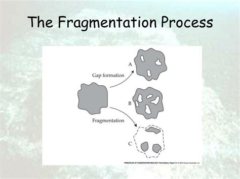 PPT - Habitat Fragmentation PowerPoint Presentation, free download - ID ...