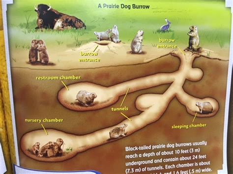 Prairie Dog Burrow