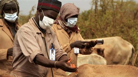 Are there drugs to prevent cattle getting Ngana? | Tsetse