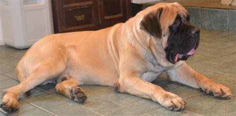 English Mastiff Info, Temperament, Life Expectancy, Puppies, Pictures