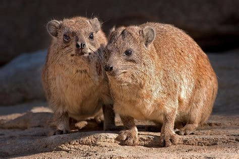 Rock Hyrax Facts: Animals of Africa - WorldAtlas