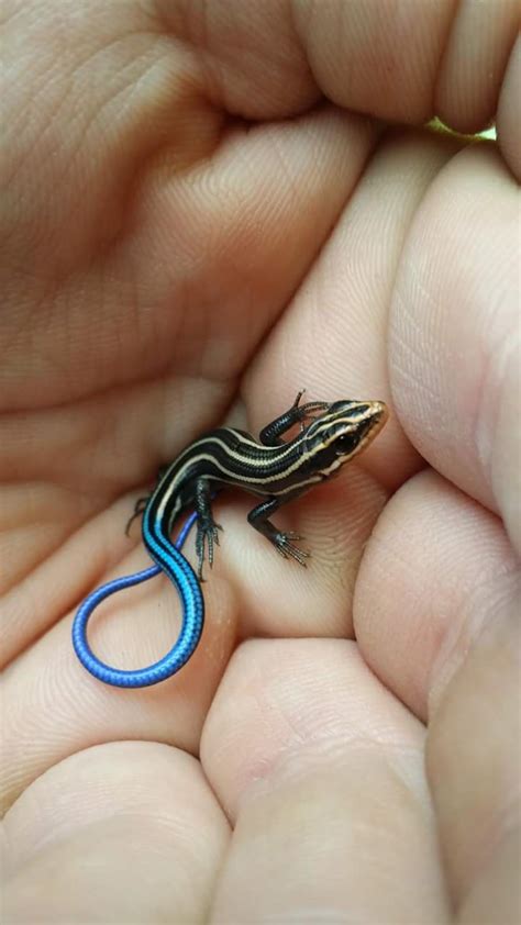 Caught a beautiful little blue tailed skink (released after photo ...