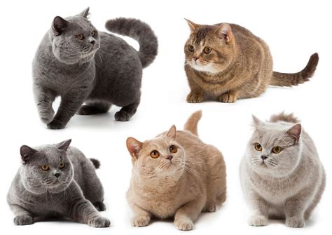 British Shorthair Breed Profile - Cat-World (2022)