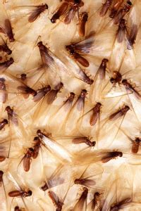 Drywood termite vs. subterranean termite: How to tell the difference