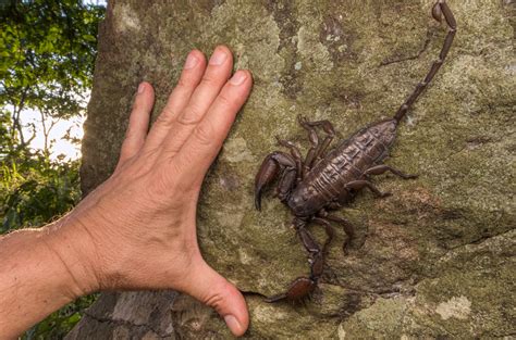 When it comes to scorpions, it’s the small ones you need to watch out ...