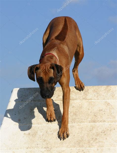 Rhodesian ridgeback Stock Photo by ©cynoclub 2455119