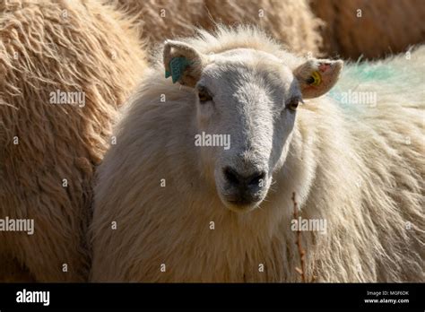 Close up view of the head of a ewe Stock Photo - Alamy