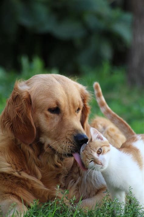 Dog Cat Friendship - Free photo on Pixabay - Pixabay