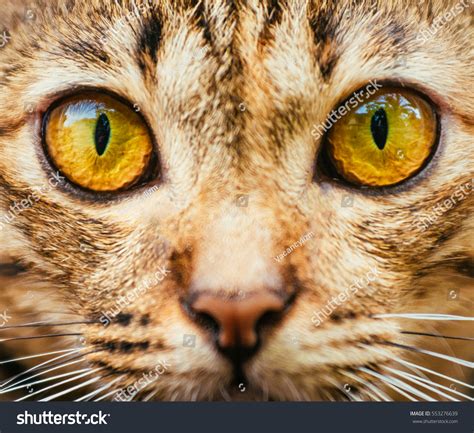 Photo de stock Yellow Cats Eyes Close Tabby Cats 553276639 | Shutterstock