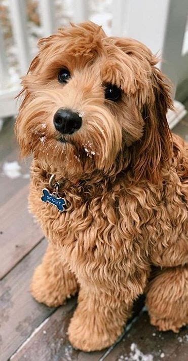 10+ Apricot Labradoodle ideas | labradoodle, dogs, animals