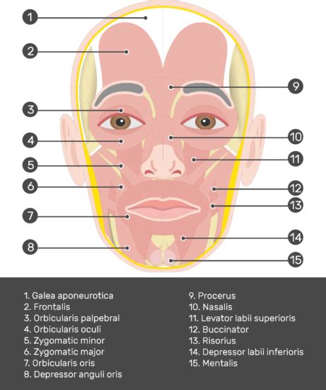 Frontalis Muscle - Attachments, Actions & Innervation | GetBodySmart