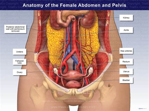 Anatomy Of Female Abdominal Organs