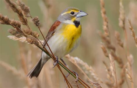 Dickcissel - American Bird Conservancy