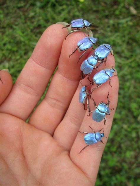 The iridescent sky blue Hoplia coerulea | Beautiful bugs, Animals bugs ...