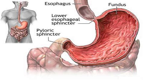 [DIAGRAM] Diagram Of The Lower Esophageal Sphincter - MYDIAGRAM.ONLINE