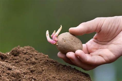 Is It Worth Sprouting Seed Potatoes Before Planting? – Simplify Gardening