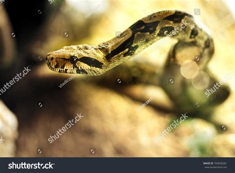 3,772 Terrarium snake Stock Photos, Images & Photography | Shutterstock