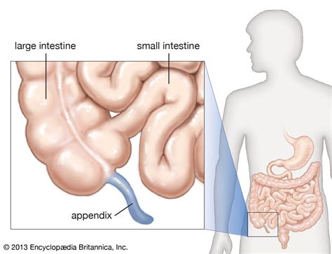 Appendix | Definition, Location, Function, & Facts | Britannica