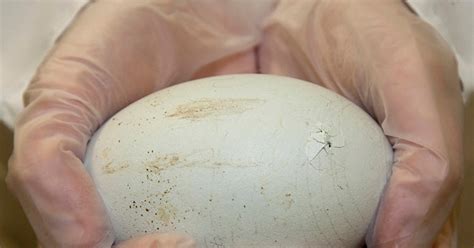 Condor Cam Update: Egg to Hatch This Weekend | WIRED