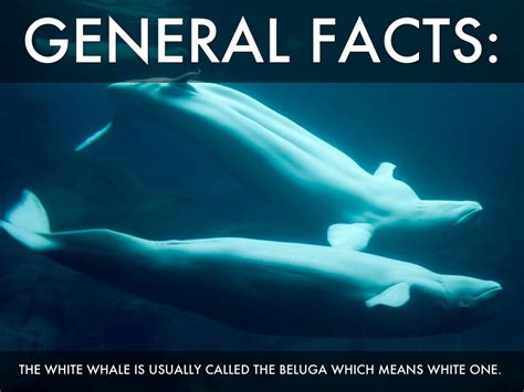 Beluga Whale