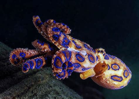 Blue-ringed octopus venom causes numbness, vomiting, suffocation, death