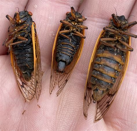 Where will 17 & 13 Year Periodical Cicada Broods emerge next? - Cicada ...