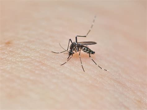 A Macro Shot of Aedes Mosquito Eating Blood on Human Skin Stock Image ...