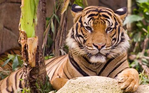 Malayan Tiger Habitat