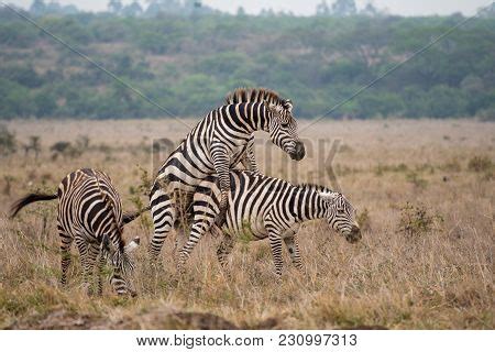 Zebra Mating Images, Illustrations & Vectors (Free) - Bigstock