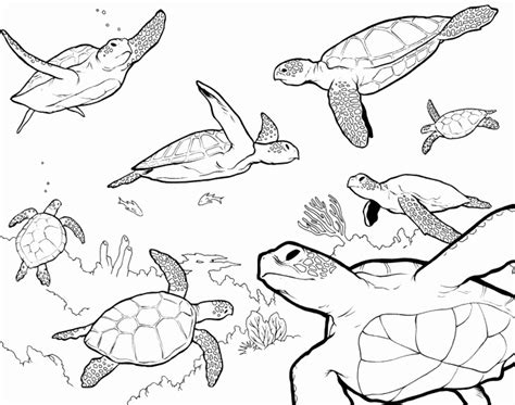 Turtle Outline Drawing at PaintingValley.com | Explore collection of ...