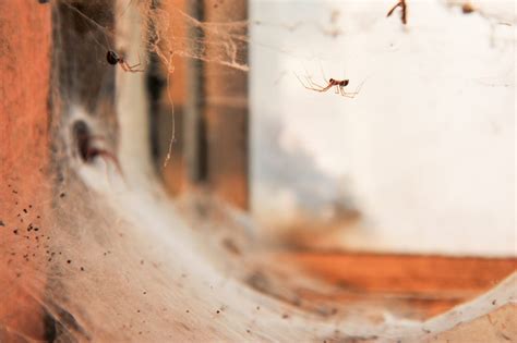 Removing a Spider Infestation with 3 Easy Tips - Pest Control