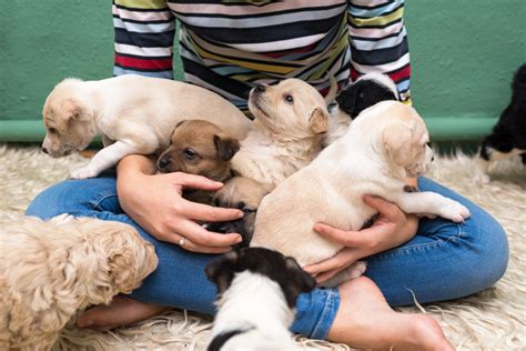 Puppies Playing With Parents! - 96.5 KOIT