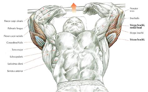 Triceps Extension • THE stephane ANDRE