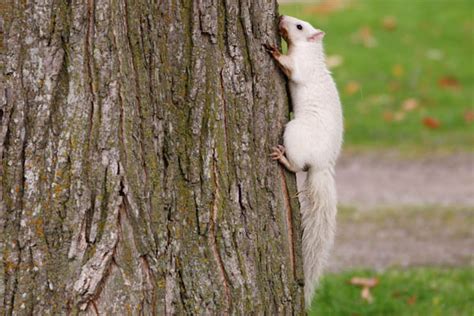 The White Squirrels of Exeter