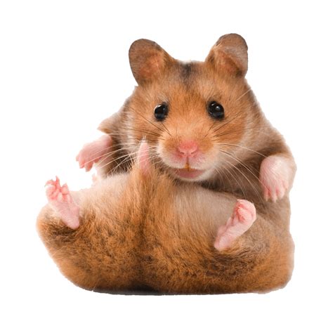 Hamster PNG Images (Transparent HD Photo Clipart) | Hamster, Super cute ...